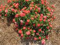 Drift Rose Series / Rosa hybrida 